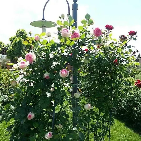 Bed & Breakfast Aia Mattonata Relais 3*