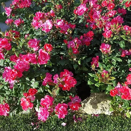 Oda ve Kahvaltı Aia Mattonata Relais Siena
